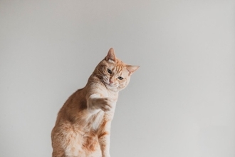 猫が『猫パンチ』をしてくる3つの理由　実はいろんな種類がある？正しい対応方法まで