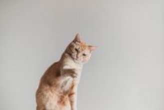 猫が『猫パンチ』をしてくる3つの理由　実はいろんな種類がある？正しい対応方法まで