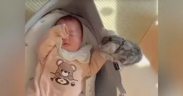 赤ちゃんを興味津々に見つめる子猫→ぐずり始めそうになると…ほっこりする瞬間に「赤ちゃん同士仲良し」「最上級に可愛い」と癒される人が続出