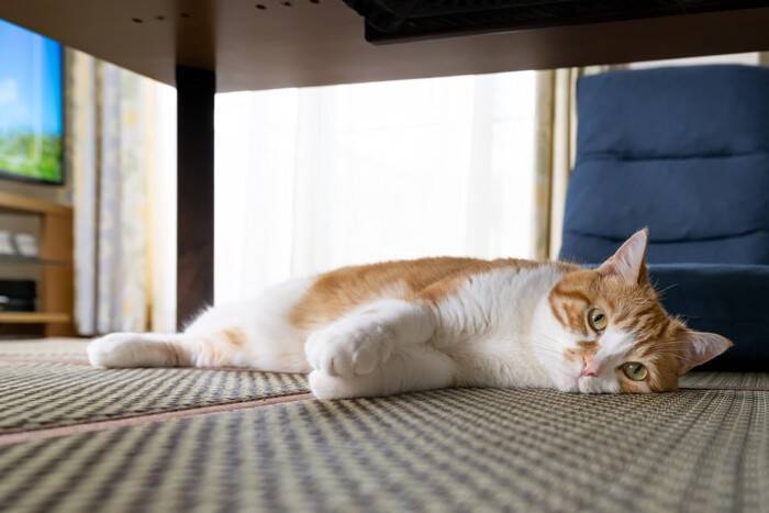 猫が『突然ご飯を食べなくなった』ときに考えられる原因5つ　病院に連れて行くべき？対処法も解説