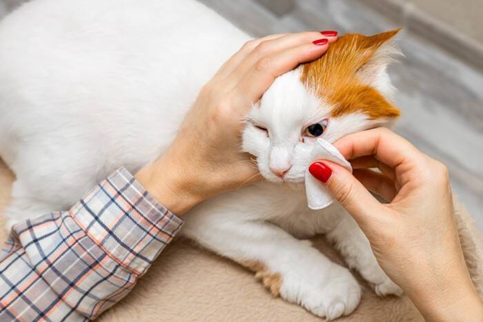 猫の『視力低下』を招いてしまう原因4つ　見えにくくなっている兆候や取るべき対処法も解説