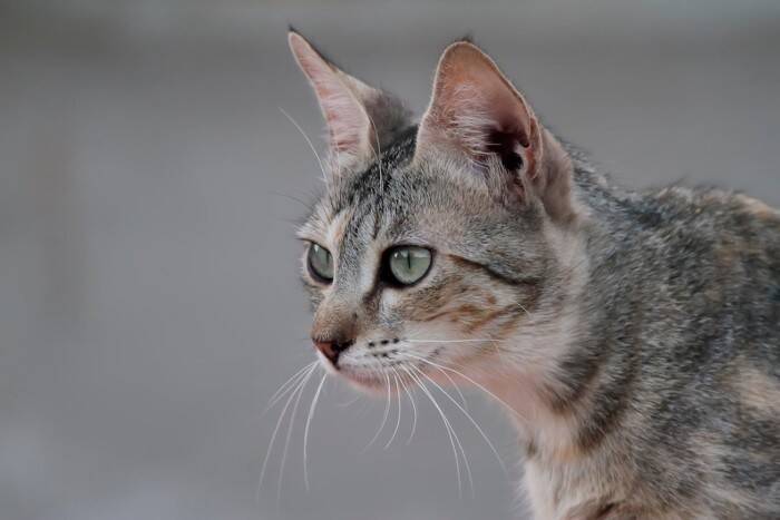猫の『視力低下』を招いてしまう原因4つ　見えにくくなっている兆候や取るべき対処法も解説