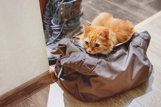 猫が『人の持ち物』に執着する理由4つ　スリスリしたがる理由や止めさせたいときの対処法も解説