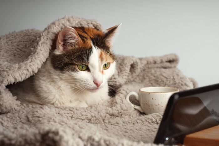 猫が『人の持ち物』に執着する理由4つ　スリスリしたがる理由や止めさせたいときの対処法も解説