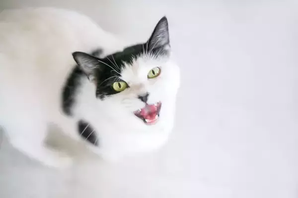 『寂しがりな性格の猫』にみられる特徴5選　心細いときのサインや飼い主が注意すべきポイント