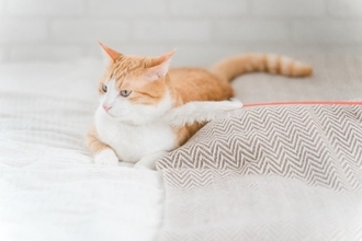猫があなたに対して『冷めてしまう』原因3つ　見直したい行動や関係を修復するためのコツ