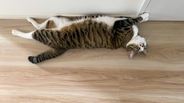猫の『お腹にたるみがある』理由4つ　ルーズスキンの働きや肥満との違いを解説