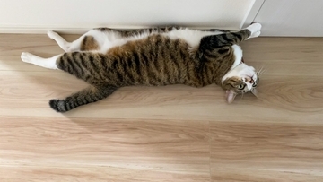 猫の『お腹にたるみがある』理由4つ　ルーズスキンの働きや肥満との違いを解説