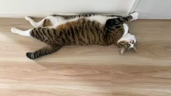 猫の『お腹にたるみがある』理由4つ　ルーズスキンの働きや肥満との違いを解説