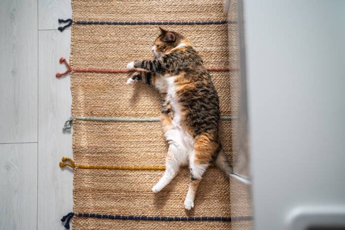 猫の『お腹にたるみがある』理由4つ　ルーズスキンの働きや肥満との違いを解説