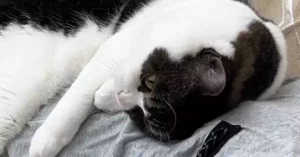 横になると、猫が吸い寄せられるようにやってきて…幸せあふれる光景が16万再生「完全にとろけてるｗ」「癒しをありがとう」と反響