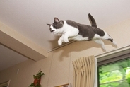 猫が『ジャンプを失敗』してしまうときの原因4つ　見逃せない変化や考えられるリスクまで
