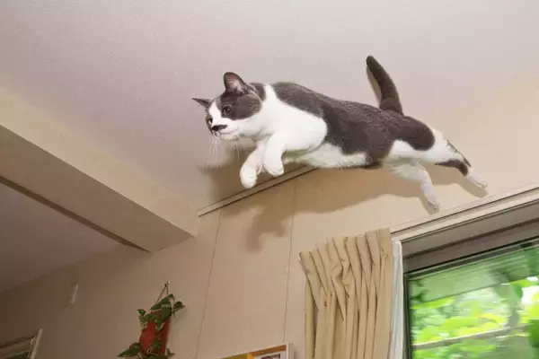 猫が『ジャンプを失敗』してしまうときの原因4つ　見逃せない変化や考えられるリスクまで