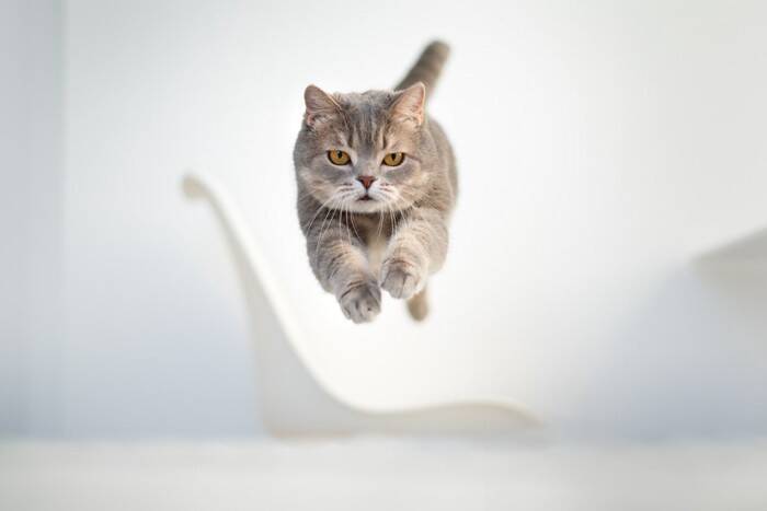 猫が『ジャンプを失敗』してしまうときの原因4つ　見逃せない変化や考えられるリスクまで