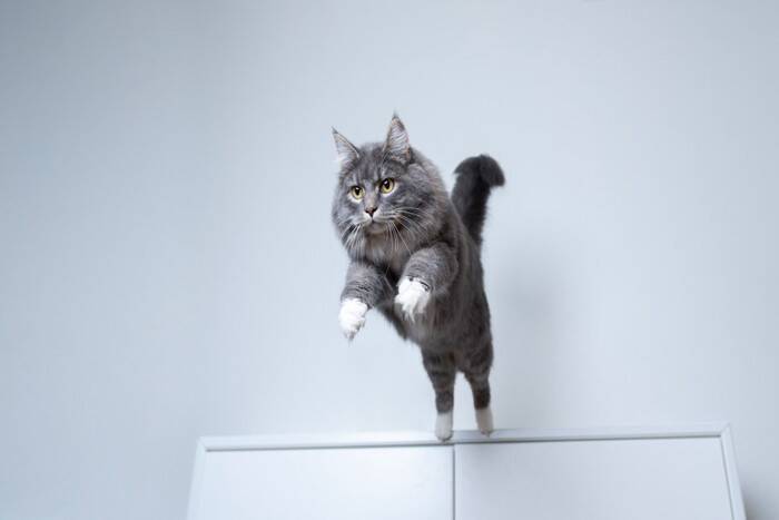 猫が『ジャンプを失敗』してしまうときの原因4つ　見逃せない変化や考えられるリスクまで
