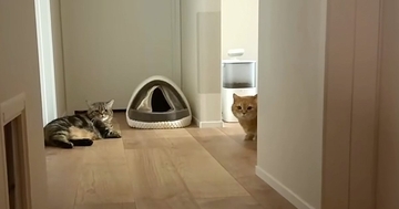 『赤ちゃんの寝かしつけ』に苦戦していると、猫たちが集まってきて…ほっこりする光景が11万再生「優しいお兄ちゃんたち」「ほんとお利口」
