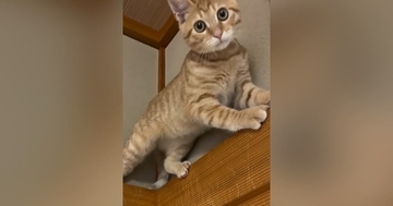 茶トラの子猫が『高い場所』に登った結果…思わず笑顔になる光景に1万2000いいね「お顔に爆笑しちゃったｗ」「たまらんねぇ」