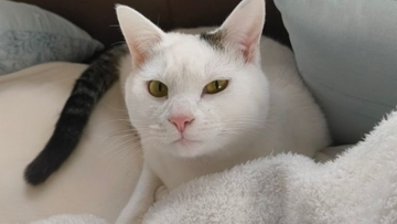 『ほんとに猫？』やや狭めの場所で寝ている猫を見てみたら…まさかの光景が12万5000表示「おしぼりみたい」「テトリスの横棒」