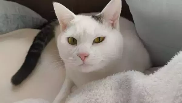 『ほんとに猫？』やや狭めの場所で寝ている猫を見てみたら…まさかの光景が12万5000表示「おしぼりみたい」「テトリスの横棒」