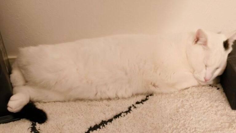 『ほんとに猫？』やや狭めの場所で寝ている猫を見てみたら…まさかの光景が12万5000表示「おしぼりみたい」「テトリスの横棒」