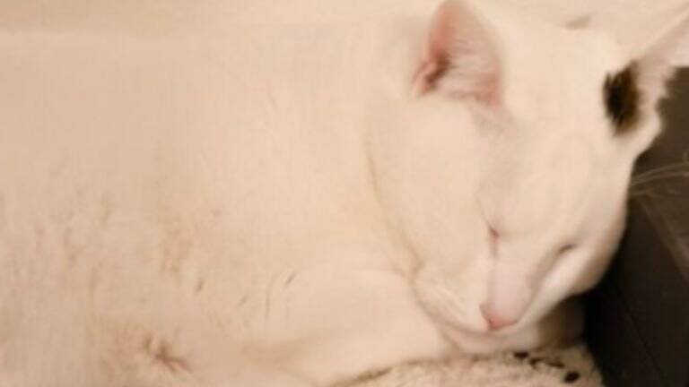『ほんとに猫？』やや狭めの場所で寝ている猫を見てみたら…まさかの光景が12万5000表示「おしぼりみたい」「テトリスの横棒」
