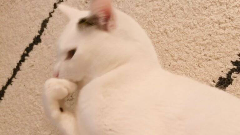 『ほんとに猫？』やや狭めの場所で寝ている猫を見てみたら…まさかの光景が12万5000表示「おしぼりみたい」「テトリスの横棒」