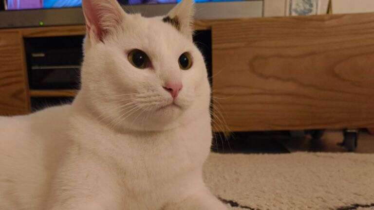 『ほんとに猫？』やや狭めの場所で寝ている猫を見てみたら…まさかの光景が12万5000表示「おしぼりみたい」「テトリスの横棒」