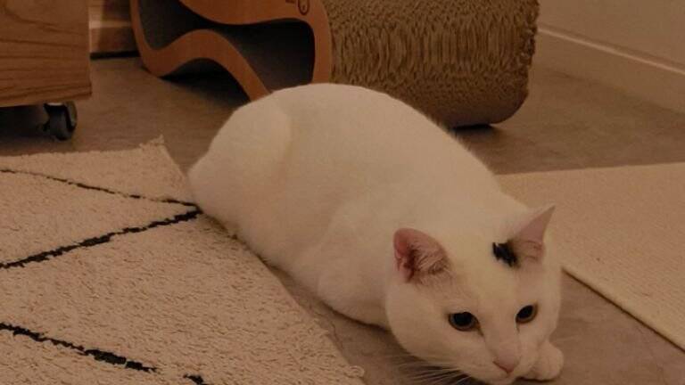 『ほんとに猫？』やや狭めの場所で寝ている猫を見てみたら…まさかの光景が12万5000表示「おしぼりみたい」「テトリスの横棒」