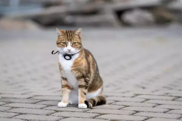 著名な作家とともに像の「モデル」になった猫　その出来栄えにファンからブーイング　英国