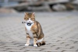 著名な作家とともに像の「モデル」になった猫　その出来栄えにファンからブーイング　英国