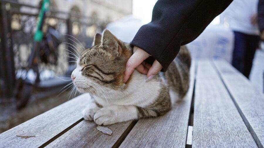 著名な作家とともに像の「モデル」になった猫　その出来栄えにファンからブーイング　英国