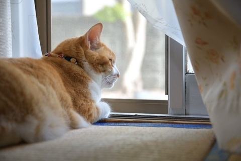 猫が過ごしがちな『お気に入りスポット』7選　好んでいる理由や環境の整え方