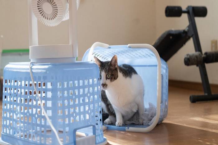 猫が過ごしがちな『お気に入りスポット』7選　好んでいる理由や環境の整え方