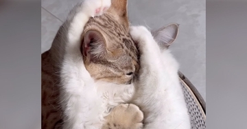仲良くじゃれ合っていた2匹の猫→前足が"ちょうどいい位置"に伸びて…『予想外の表情』に「奇跡的な光景ｗ」「思わず吹き出した」と13万再生