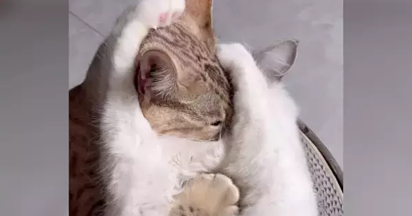 仲良くじゃれ合っていた2匹の猫→前足が"ちょうどいい位置"に伸びて…『予想外の表情』に「奇跡的な光景ｗ」「思わず吹き出した」と13万再生