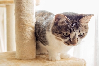 猫があなたを『高い場所から見下ろしてくる』理由3つ　実はさまざまな意味が隠されている？