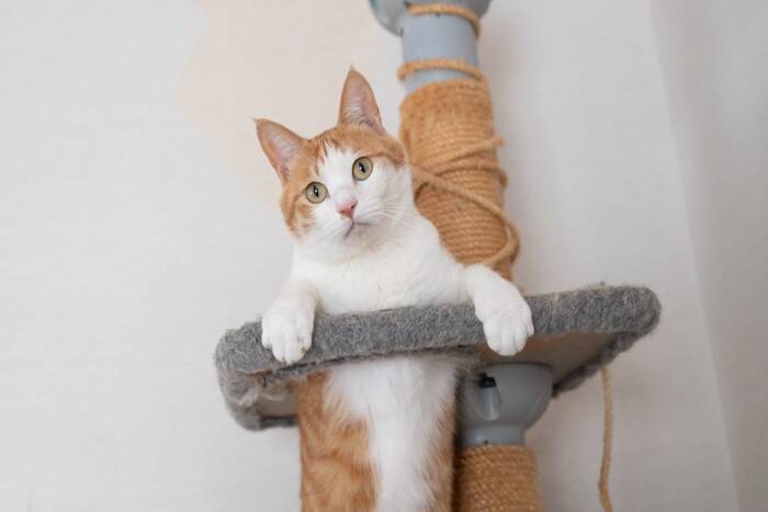 猫があなたを『高い場所から見下ろしてくる』理由3つ　実はさまざまな意味が隠されている？