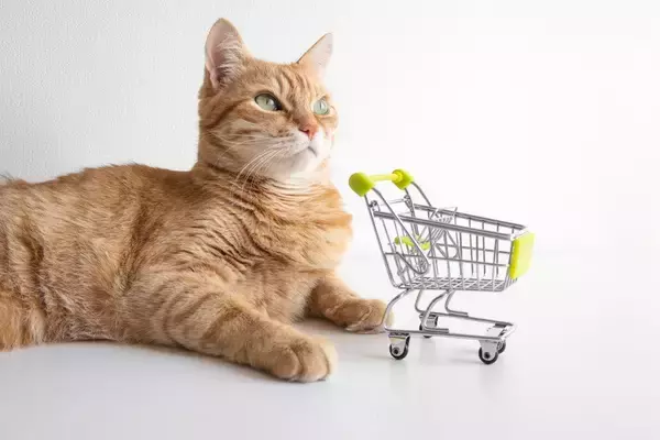 スーパーマーケットの人気猫を守れ！　「入店禁止」となった猫のために、署名運動も　英国