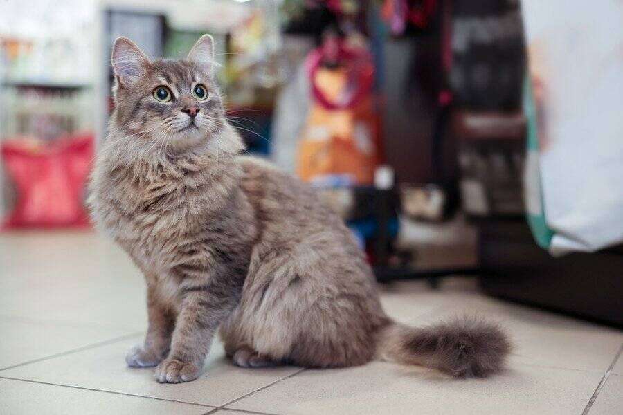 スーパーマーケットの人気猫を守れ！　「入店禁止」となった猫のために、署名運動も　英国