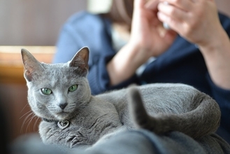 2026年「人気の猫種・トップ10」が発表される　2年連続で「あの種」が1位に！　米国