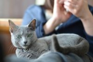 2026年「人気の猫種・トップ10」が発表される　2年連続で「あの種」が1位に！　米国
