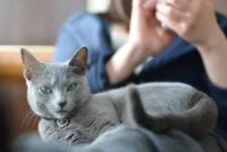 2026年「人気の猫種・トップ10」が発表される　2年連続で「あの種」が1位に！　米国