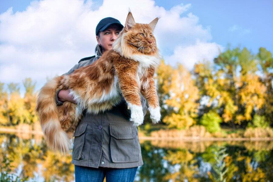 2026年「人気の猫種・トップ10」が発表される　2年連続で「あの種」が1位に！　米国
