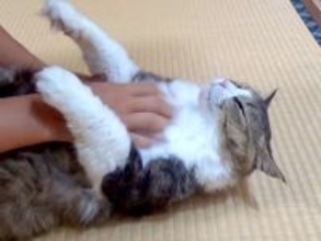 マッサージを堪能する元野良猫→仰向けの状態にして手を離してみたら…まさかの光景が17万再生「固まってるｗ」「素晴らしいバランス感覚」
