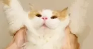 喜ぶと聞いて猫に『バンザイ』をさせてみた結果…予想外のリアクションに「想像を超えてきたｗ」「かわいいｗ」と笑顔になる人が続出