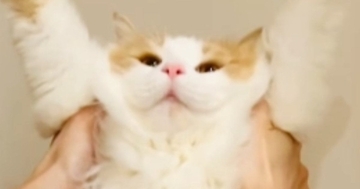 喜ぶと聞いて猫に『バンザイ』をさせてみた結果…予想外のリアクションに「想像を超えてきたｗ」「かわいいｗ」と笑顔になる人が続出