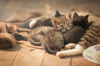 猫への『かわいそう』という思いが引き起こすトラブル4つ　逆効果になる理由や適切な関わり方