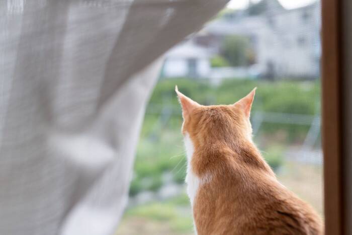 猫への『かわいそう』という思いが引き起こすトラブル4つ　逆効果になる理由や適切な関わり方