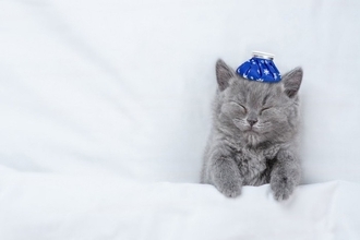 『保冷剤』は猫の暑さ対策に使ってもいいの？4つの注意すべきリスクから安全な使用法まで
