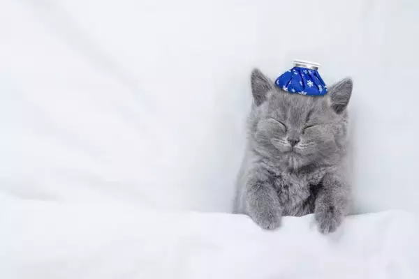 『保冷剤』は猫の暑さ対策に使ってもいいの？4つの注意すべきリスクから安全な使用法まで
